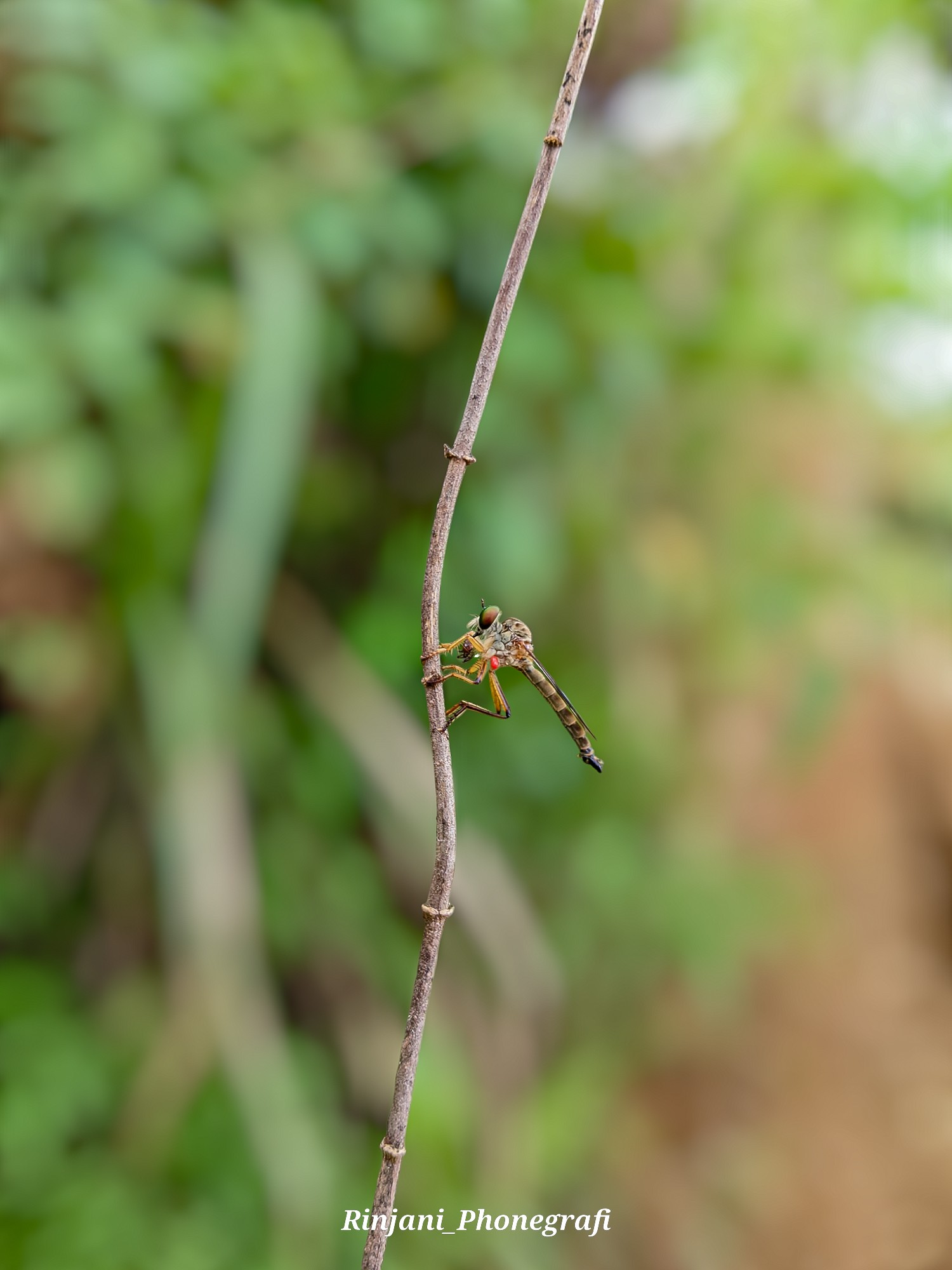 Insect Identification of the Philippines | 