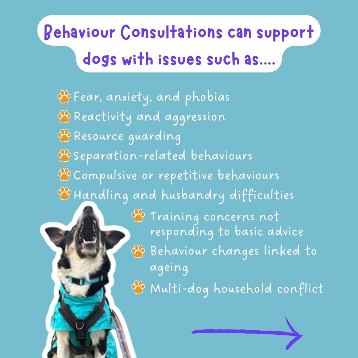 Lighthouse Canine Behaviour | Portishead
