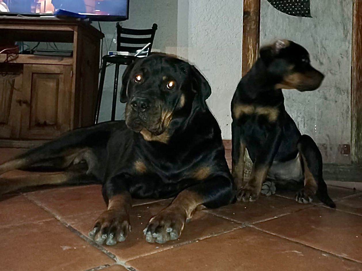 Rottweiler Mexico | Querétaro