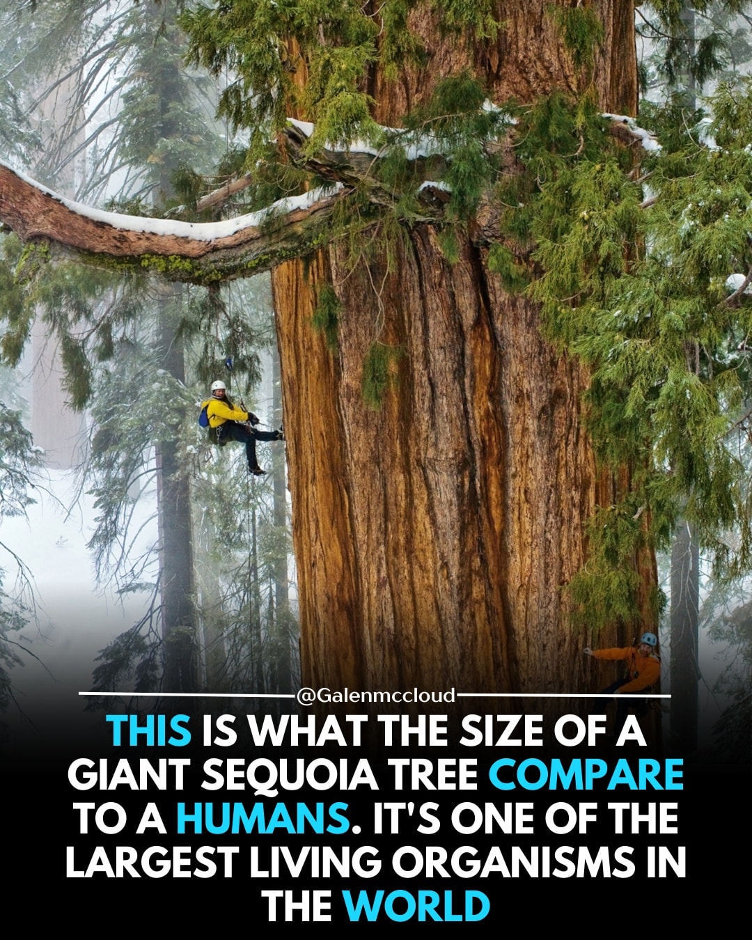 Galen - This is what the size of a giant sequoia tree compare to a ...