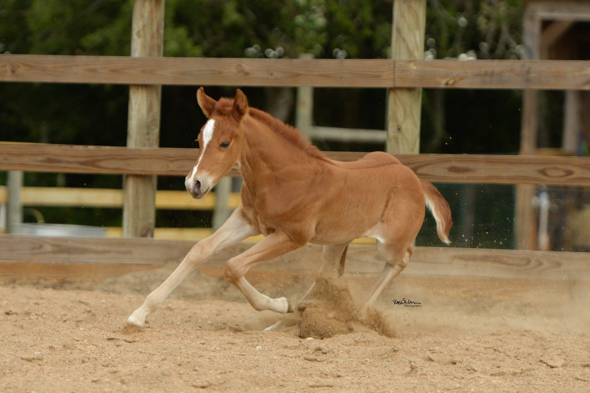 Kokomotion ( Quality Road x Zee Drop) won for fun first time out