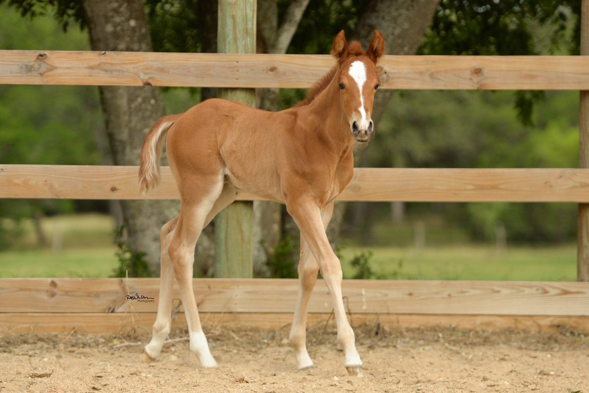 Kokomotion ( Quality Road x Zee Drop) won for fun first time out