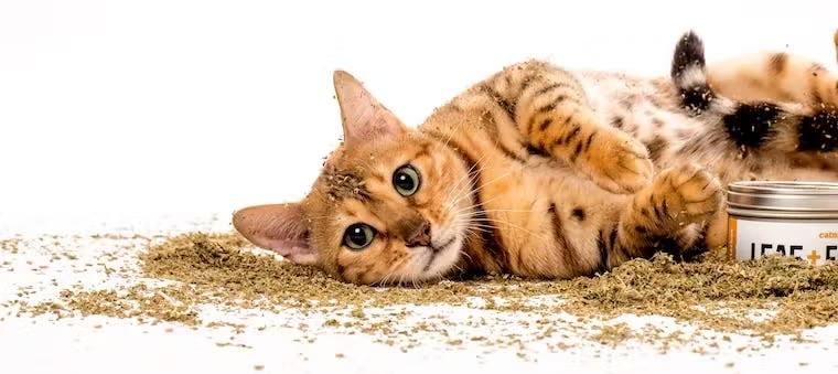 Cats Society | Facebook