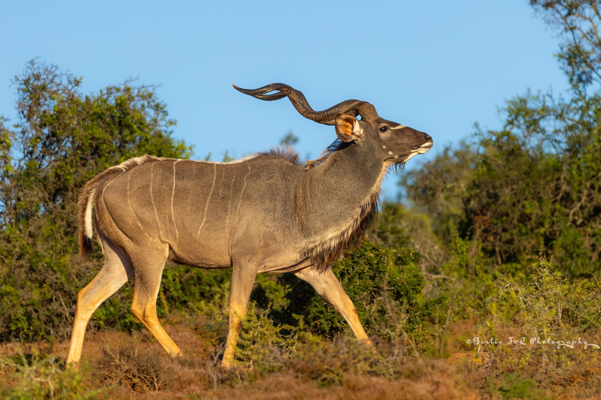 Bertie - A Kudu Bull during early morning golden hour. Image taken at ...