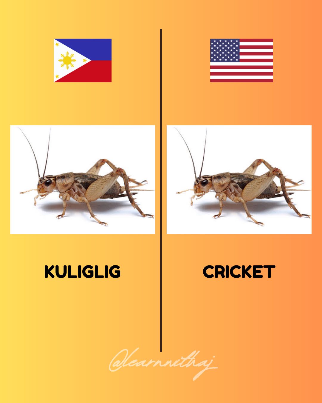 Learn With Aj - Insects in Tagalog and their English... | Facebook