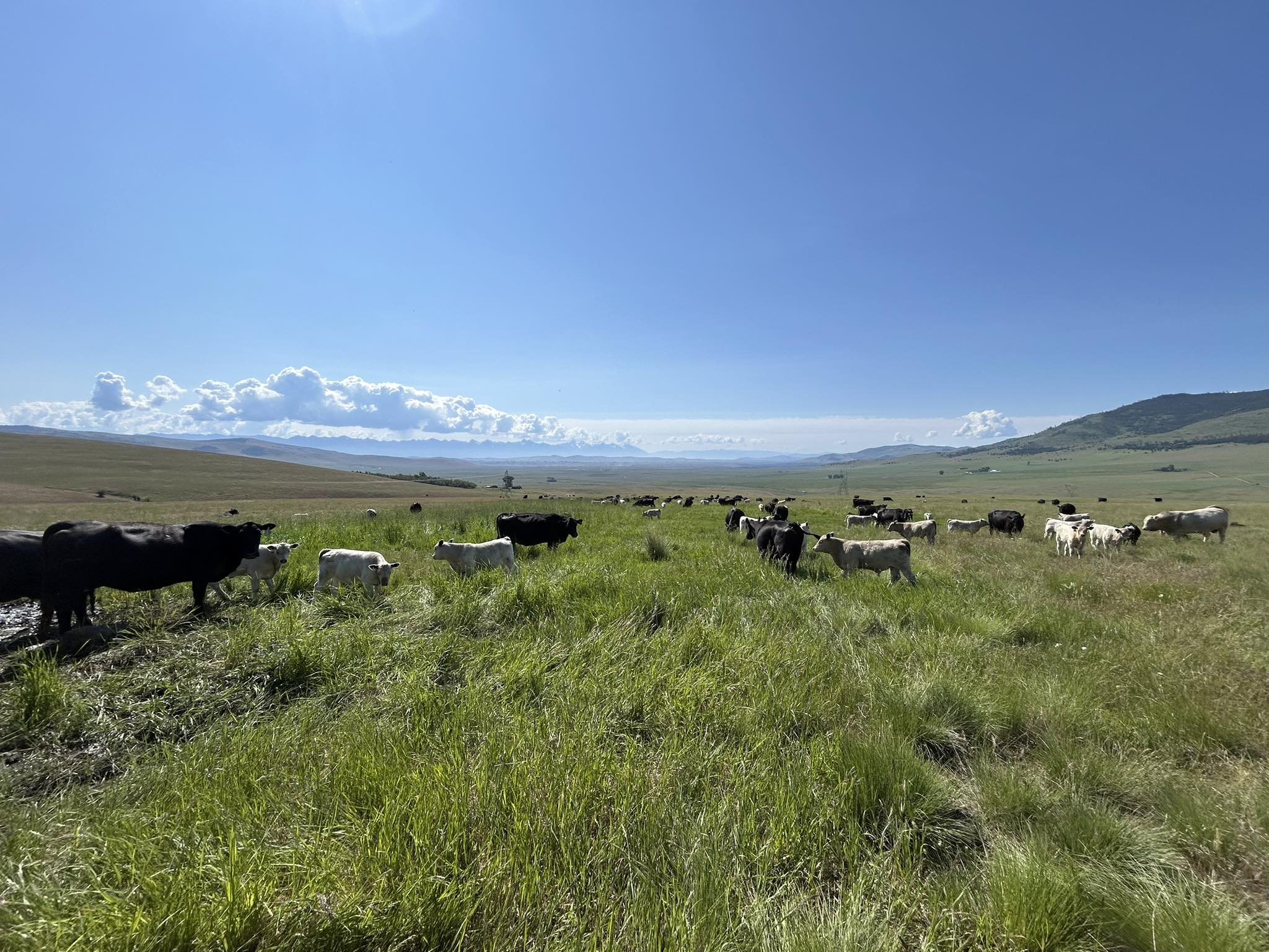 Cathey Cattle Company Grass Finished Beef | Polson MT