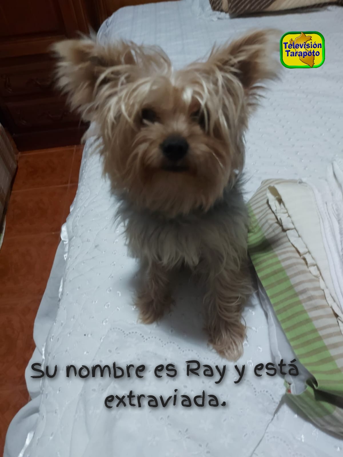 Tarapoto - 📌#IMPORTANTE Atención a las personas que hayan visto a esta ...