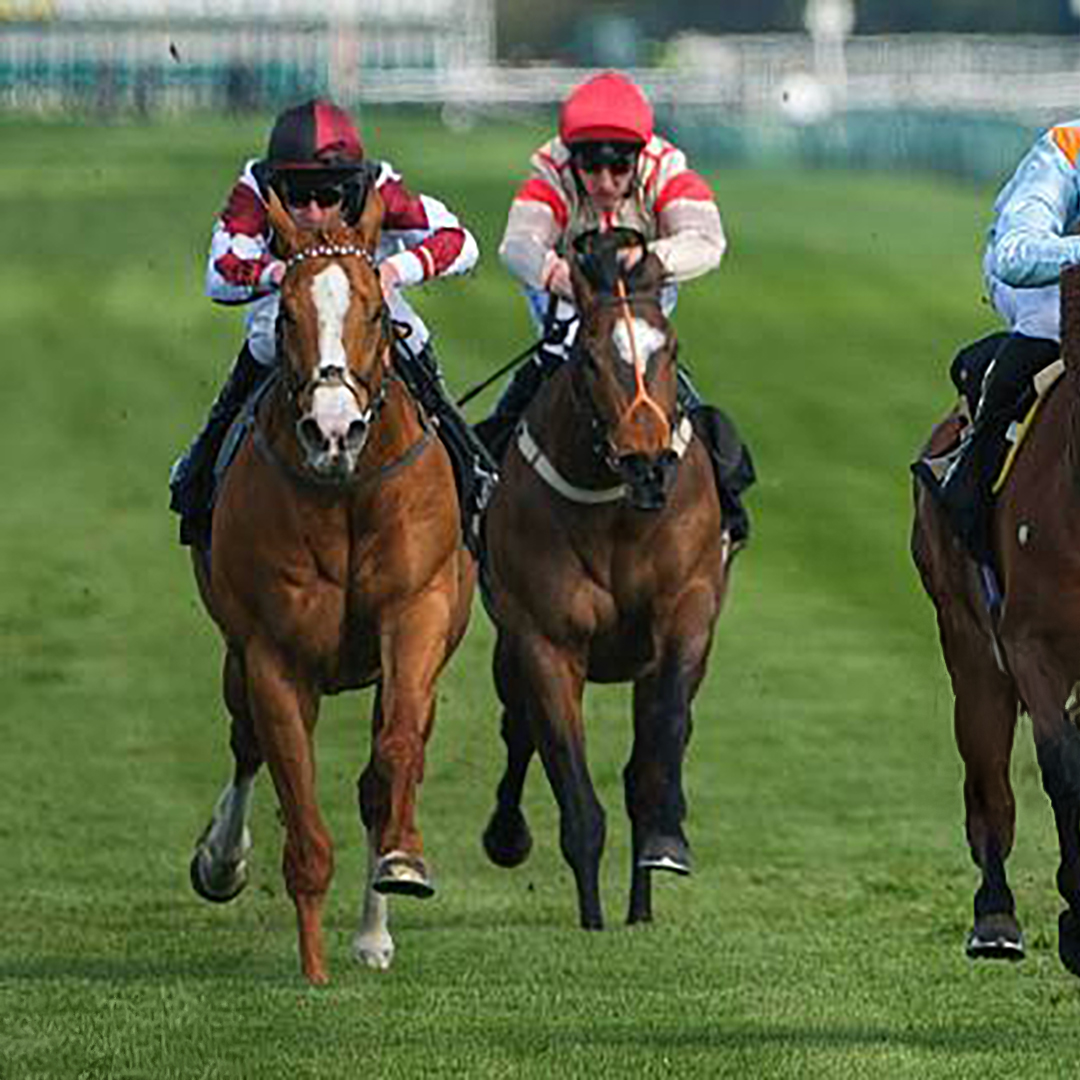 RacingWizard - ‼Today’s Free Analysis:‼ 🏴 Nottingham (UK) – Flat racing ...