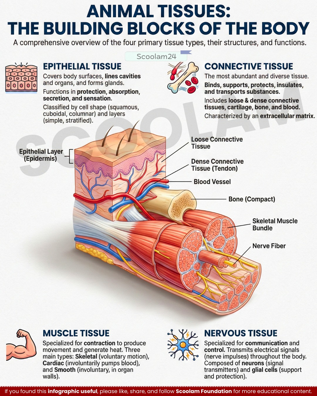 Scoolam - Ever wondered how a tiny organ inside your head can decode ...