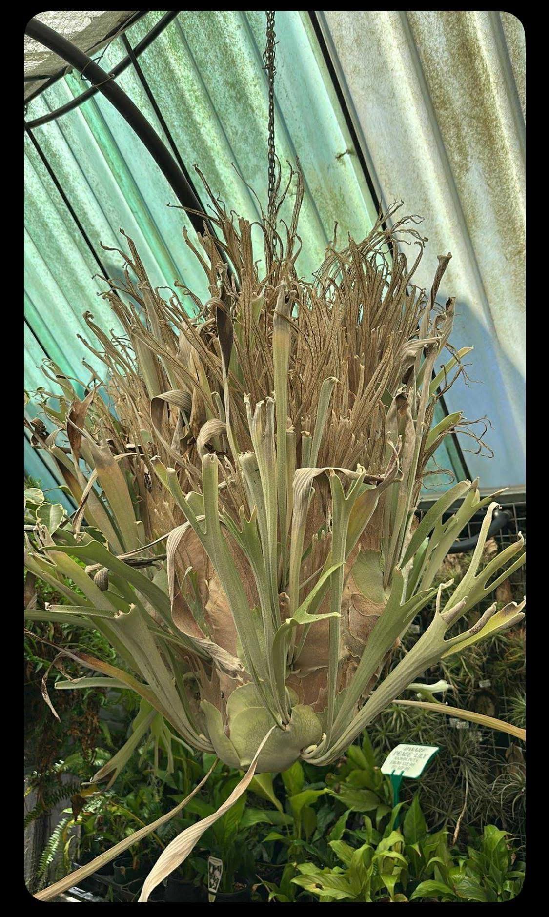 Veitchii wild spore 🌿🌿🌿🌿💪💪💪💪