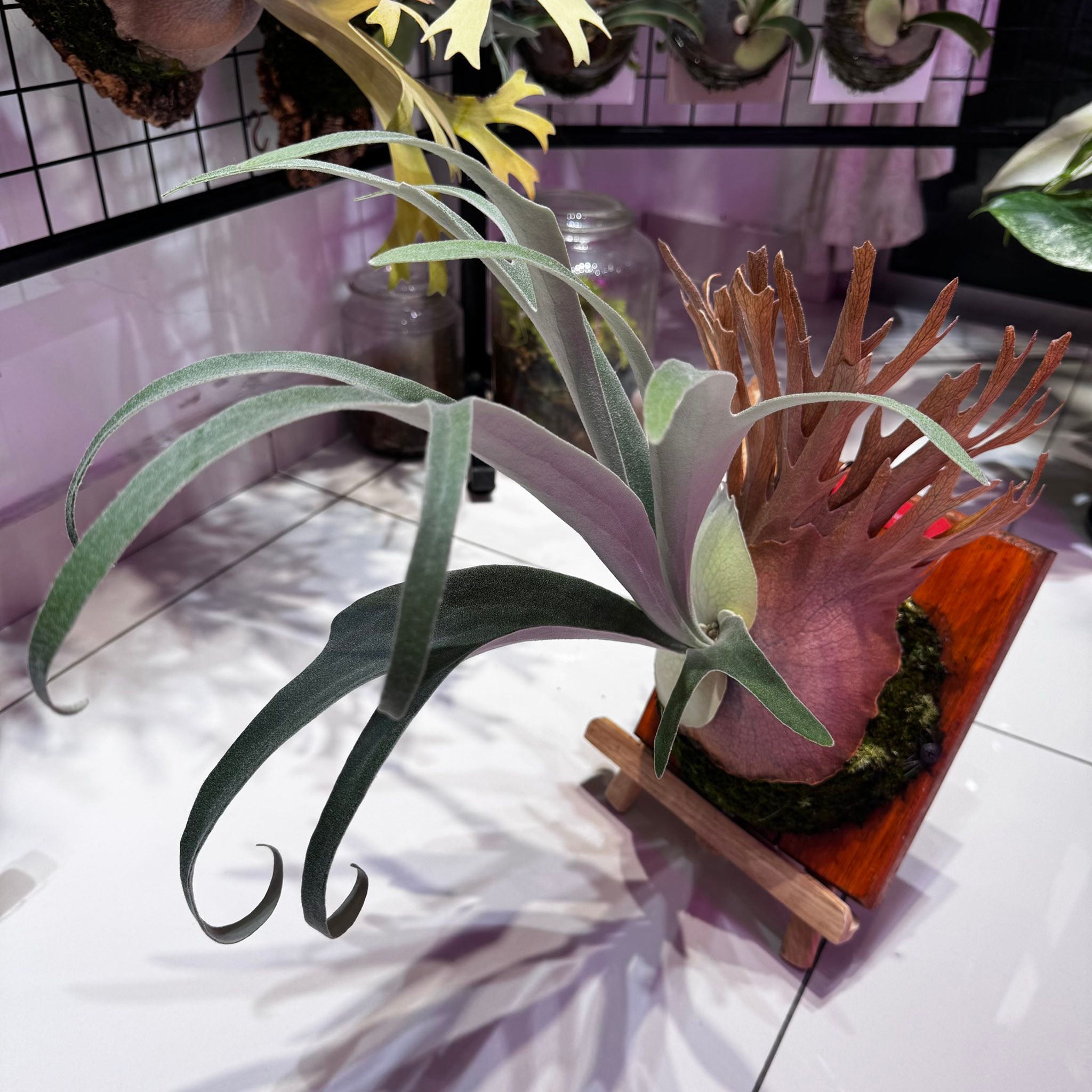P.Veitchii Auburn River+ P.Willinckii Silver Mutate (Mix Spore