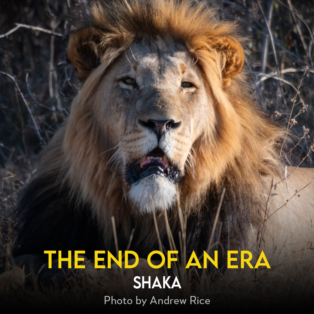 Lion's - RIP King Shaka of Welgevonden 🦁😭😭👑 Farewell to King Shaka, a ...