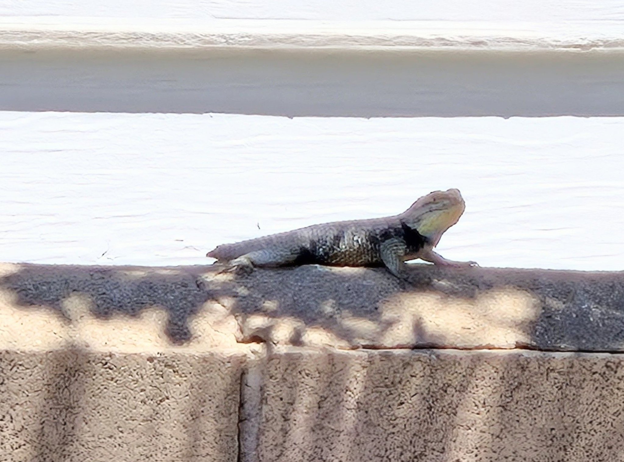 What is this large lizard with a yellow throat in Yucca Valley, CA?
