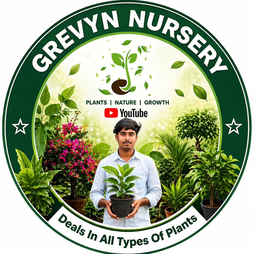 🎋 NUTAN BAMBOO – THE PERFECT CHOICE FOR FENCING & FARMING! 🌿 Looking ...