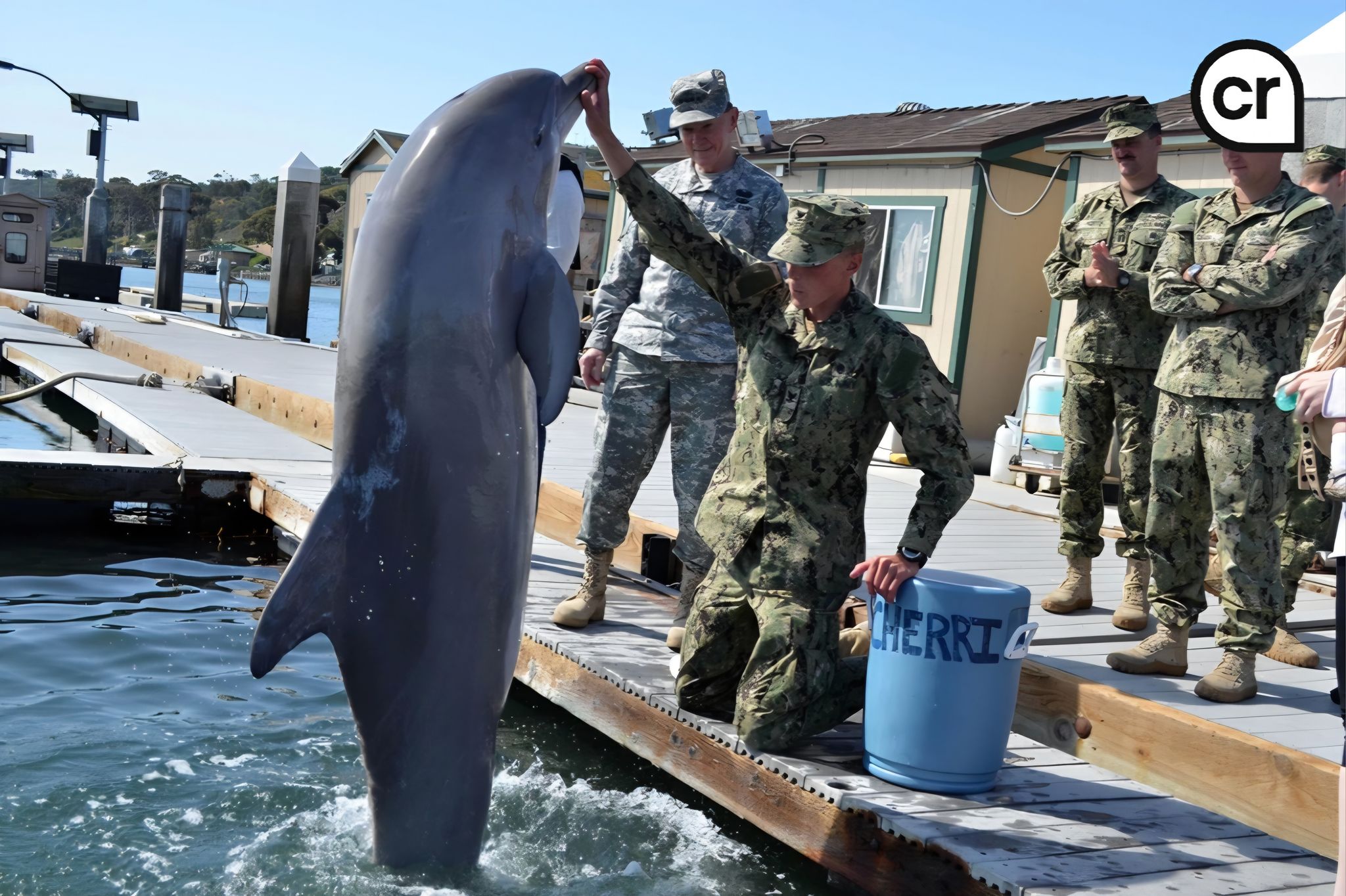 Spicy - Did you know? 🐬 Marine animals are trained using positive ...