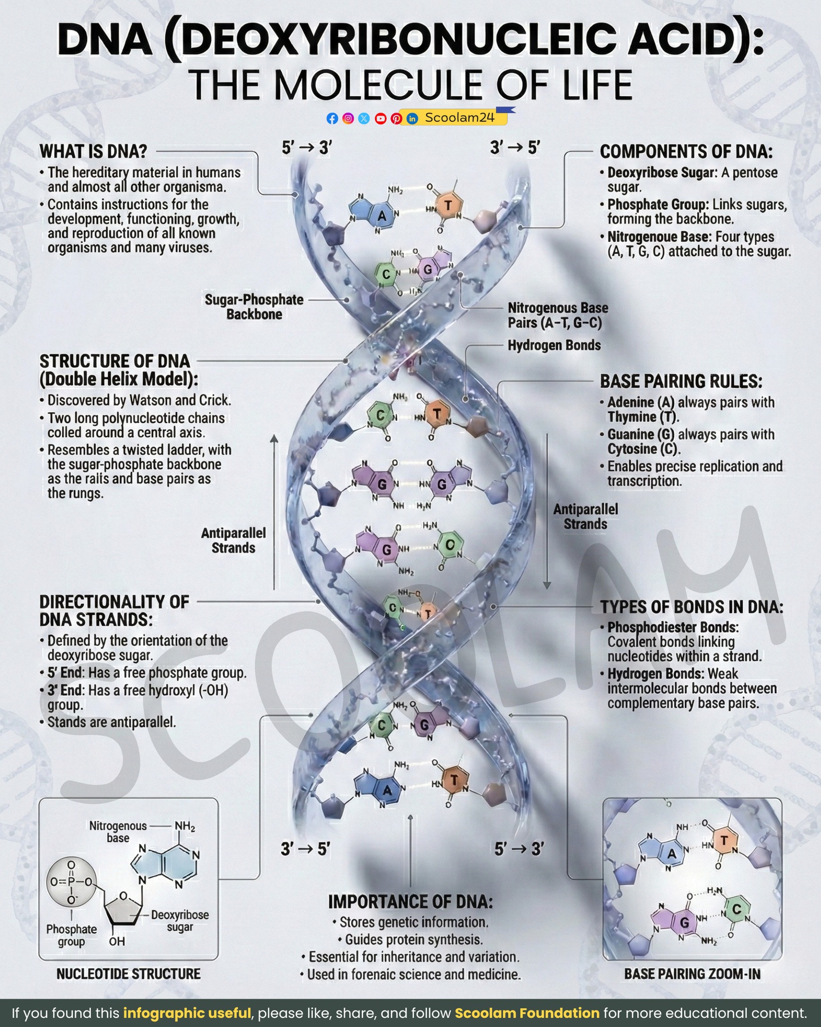 Scoolam - DNA: The Code That Builds and Runs Life DNA, or 