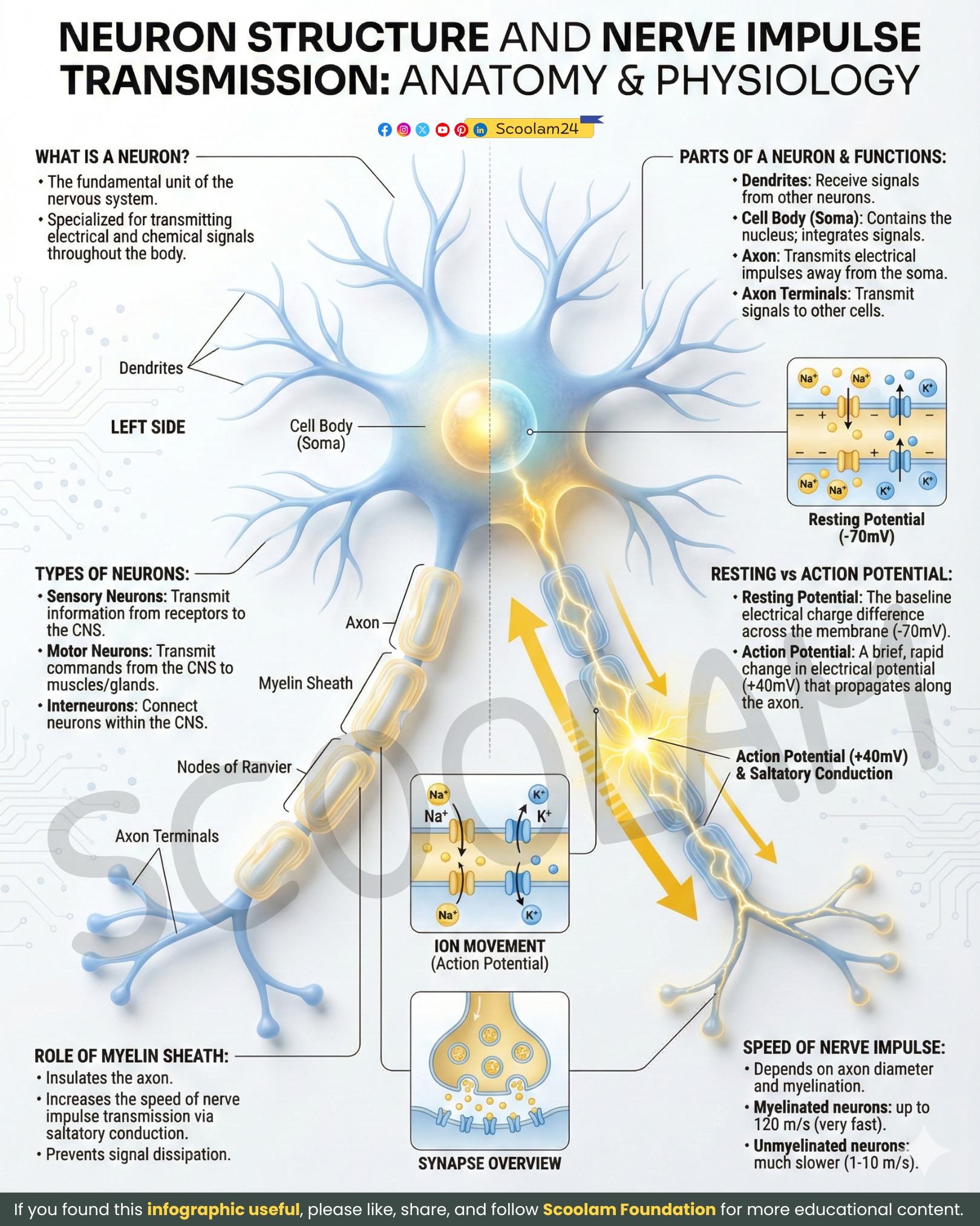 Scoolam - The Cell That Thinks, Feels, and Fires Signals A neuron is a ...