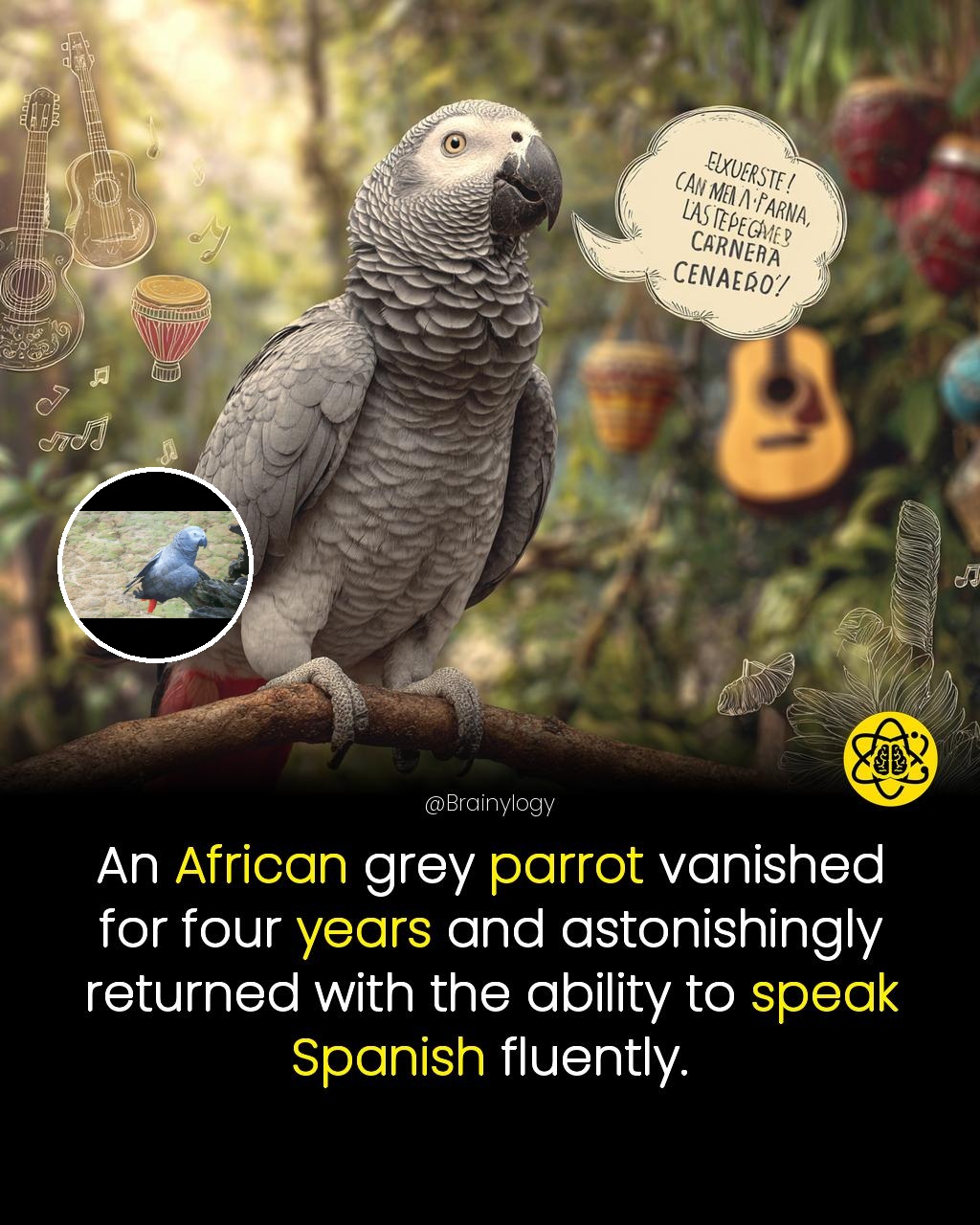 Grey Parrot Memory And Cognitive Abilities Reference: Brainylogy An African Grey Parrot Vanished For Four Years And