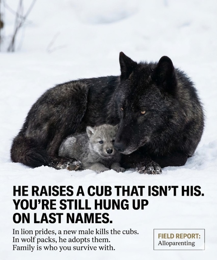 🐺 The Gray Wolf: 