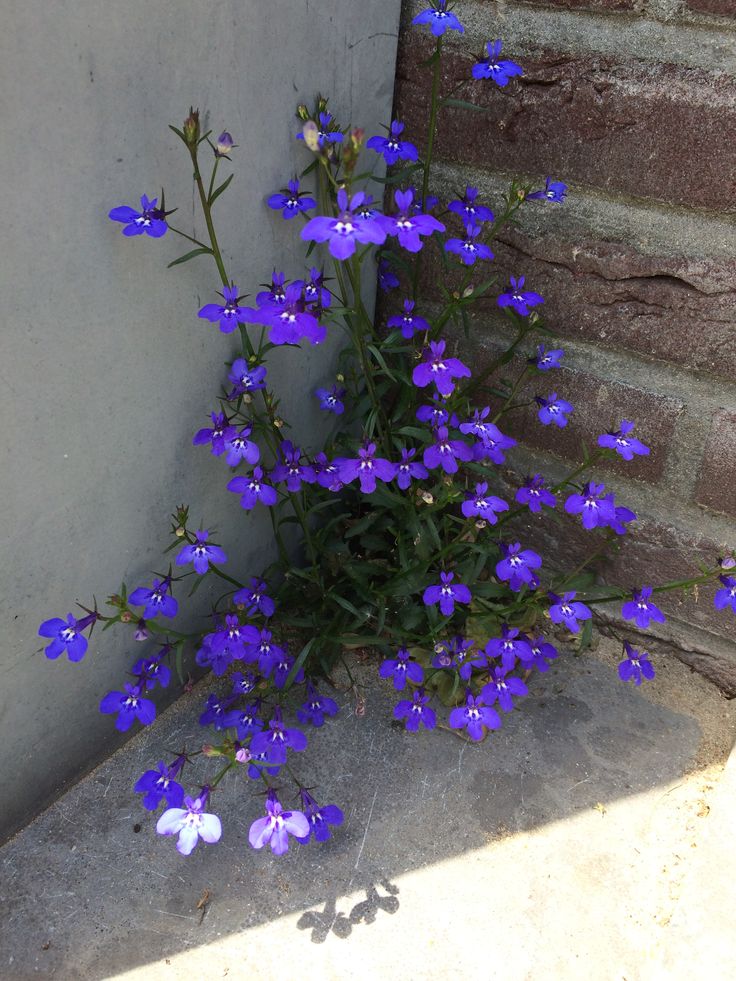 Garden Ideas - Best Hard-to-kill Flowers for Beginners | Facebook