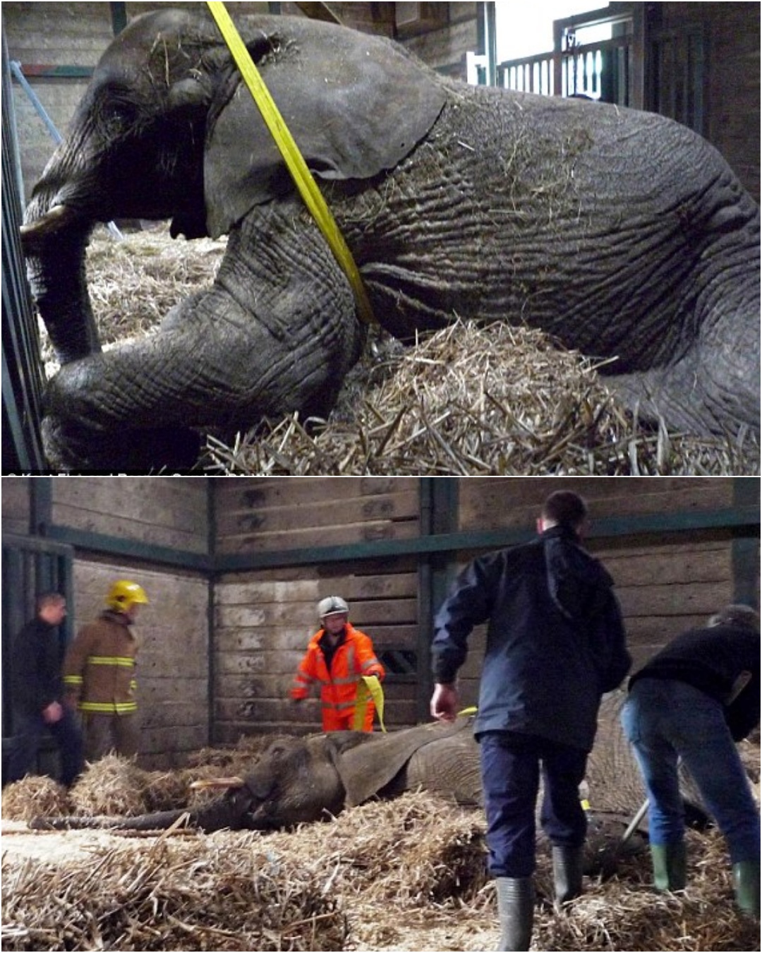 Silent - When Umna, a 13-year-old African elephant weighing two tons ...