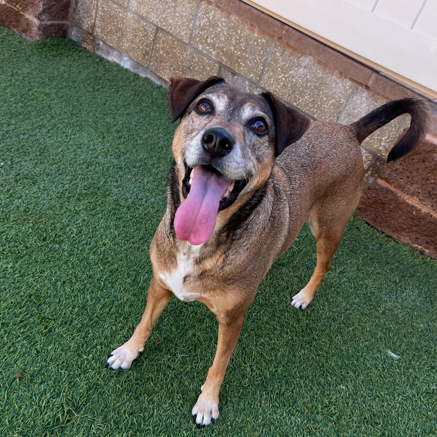 Spring Creek Kennel &... - Spring Creek Kennel & Cattery