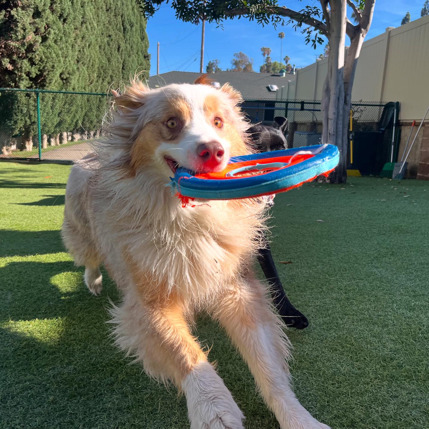 Spring Creek Kennel &... - Spring Creek Kennel & Cattery