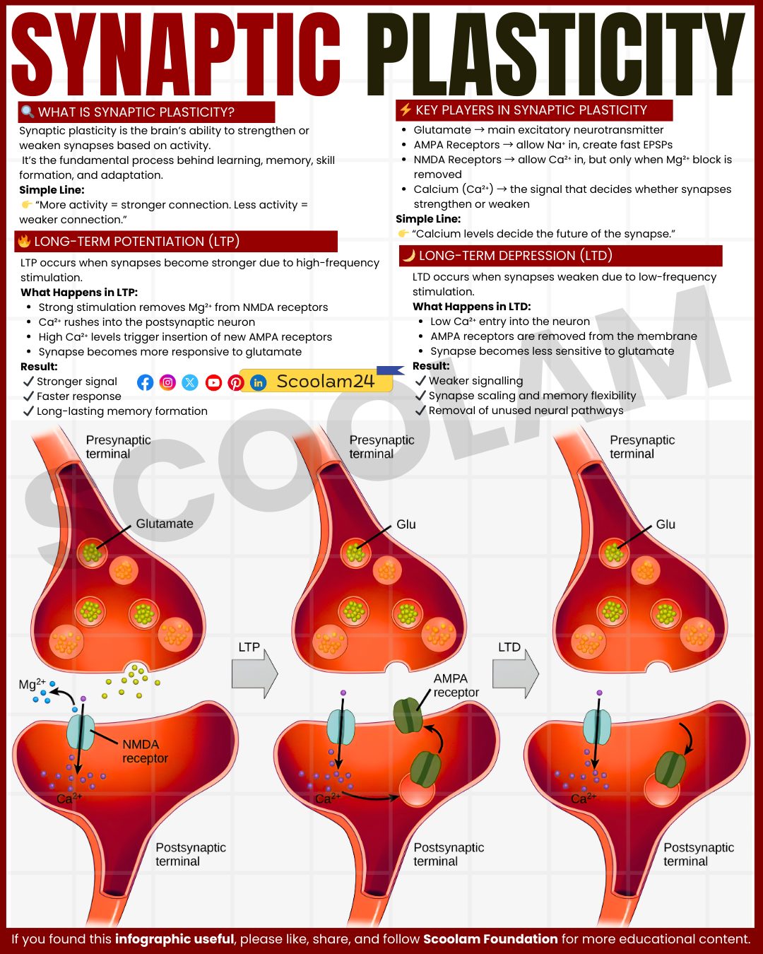 Synaptic Plasticity Synaptic plasticity is the ability of synapses to change their strength and efficiency over time. It occurs when connections between neurons are strengthened or weakened based on activity and experience