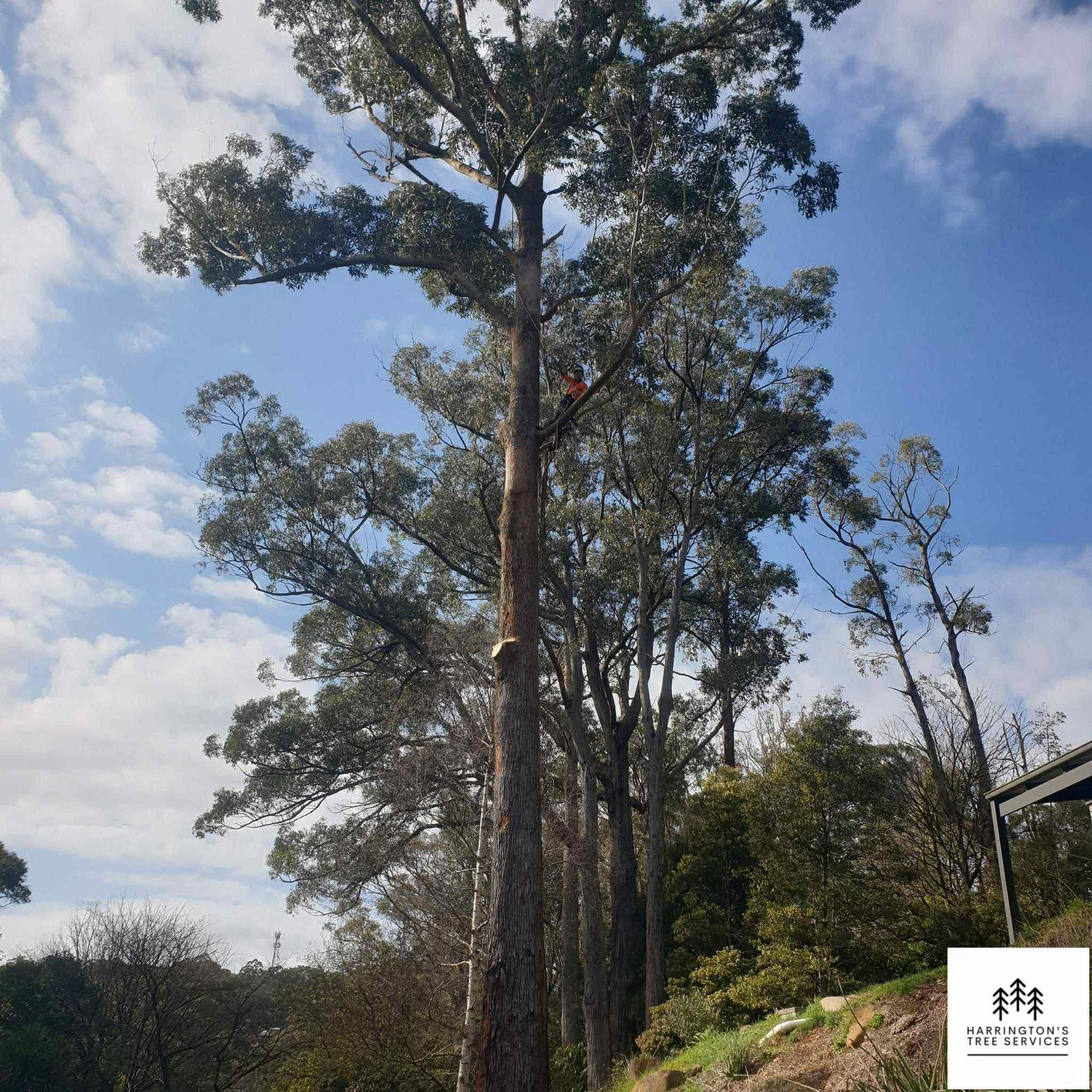 Harringtons Tree Services | Melbourne VIC