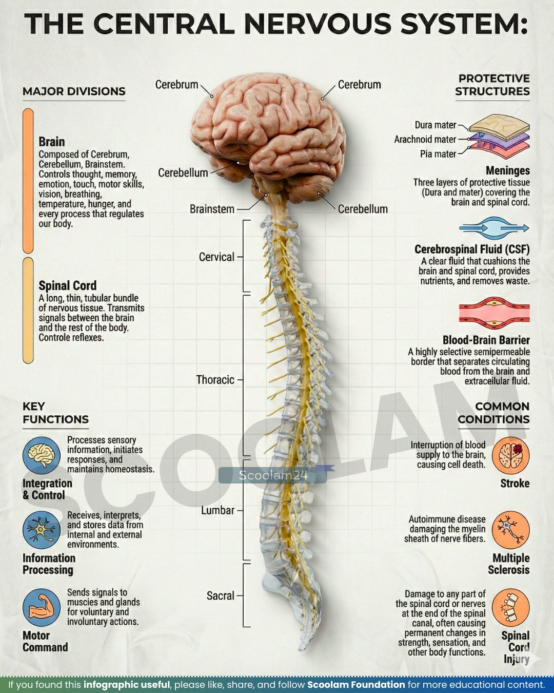 Scoolam - The Command Center That Runs Your Entire Body The Central ...