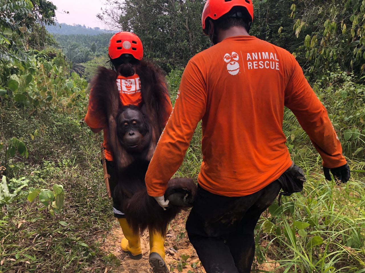 Wildlife rescuers carrying a rescued orangutan through dense vegetation in East Kalimantan