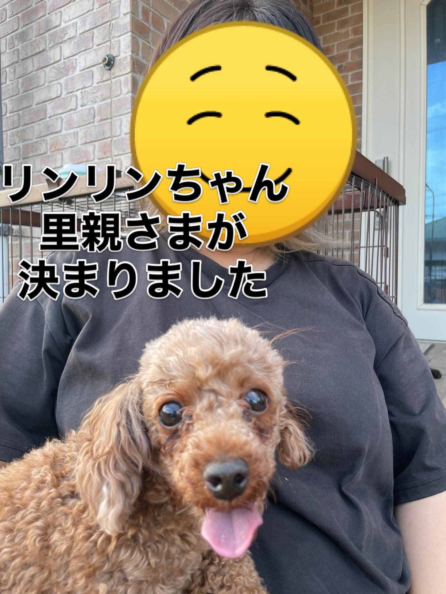 Dog&Cat - リンリンちゃん‼️ 里親さまが 決まりました＼(^^)／ | Facebook