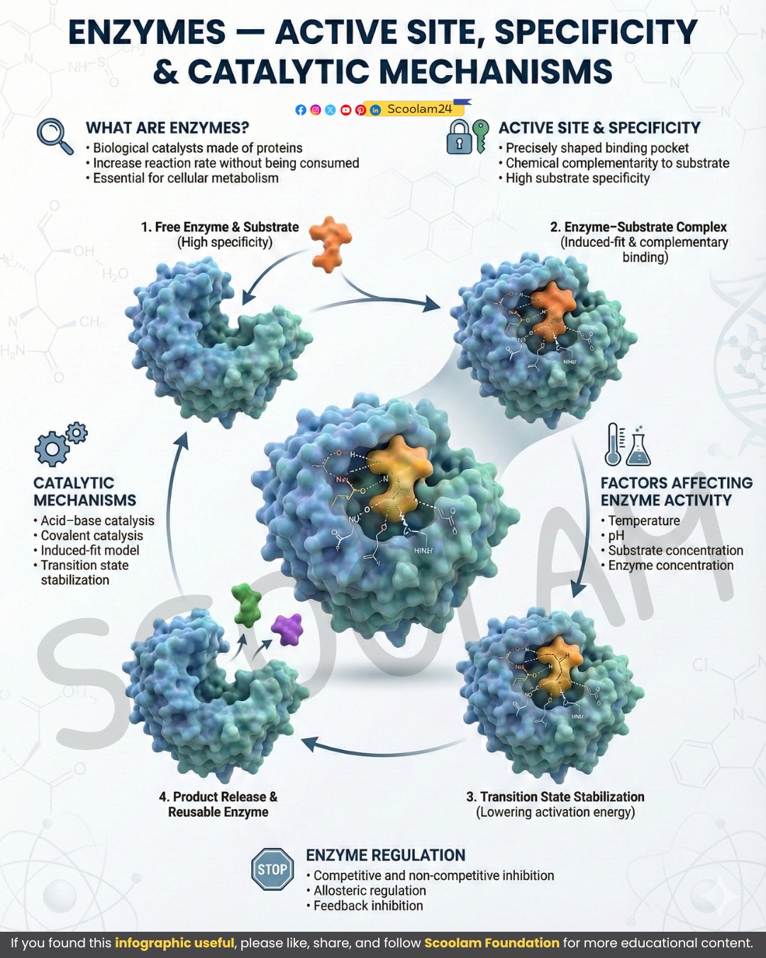 Scoolam - Enzyme Active Site: Where Catalysis Happens The active site ...
