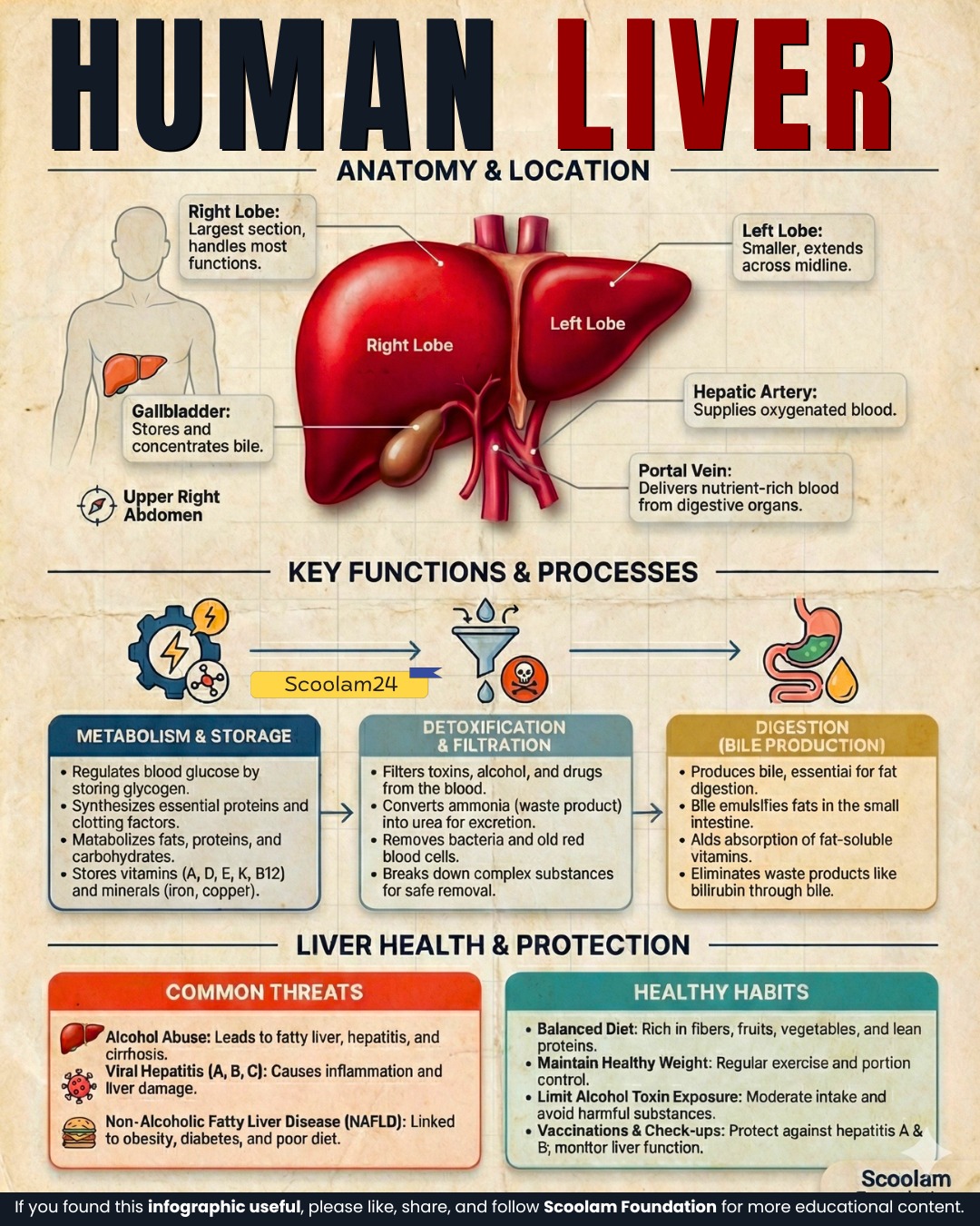 Scoolam - Human Liver: The Body’s Metabolic Powerhouse The human liver ...