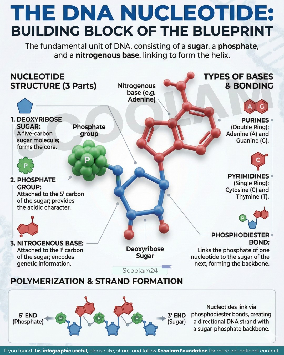 Scoolam - DNA Nucleotide: The Basic Unit of Genetic Material A DNA ...