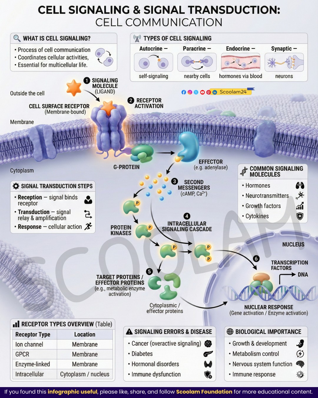 Cell Signaling & Signal Transduction:... - Scoolam Foundation | Facebook
