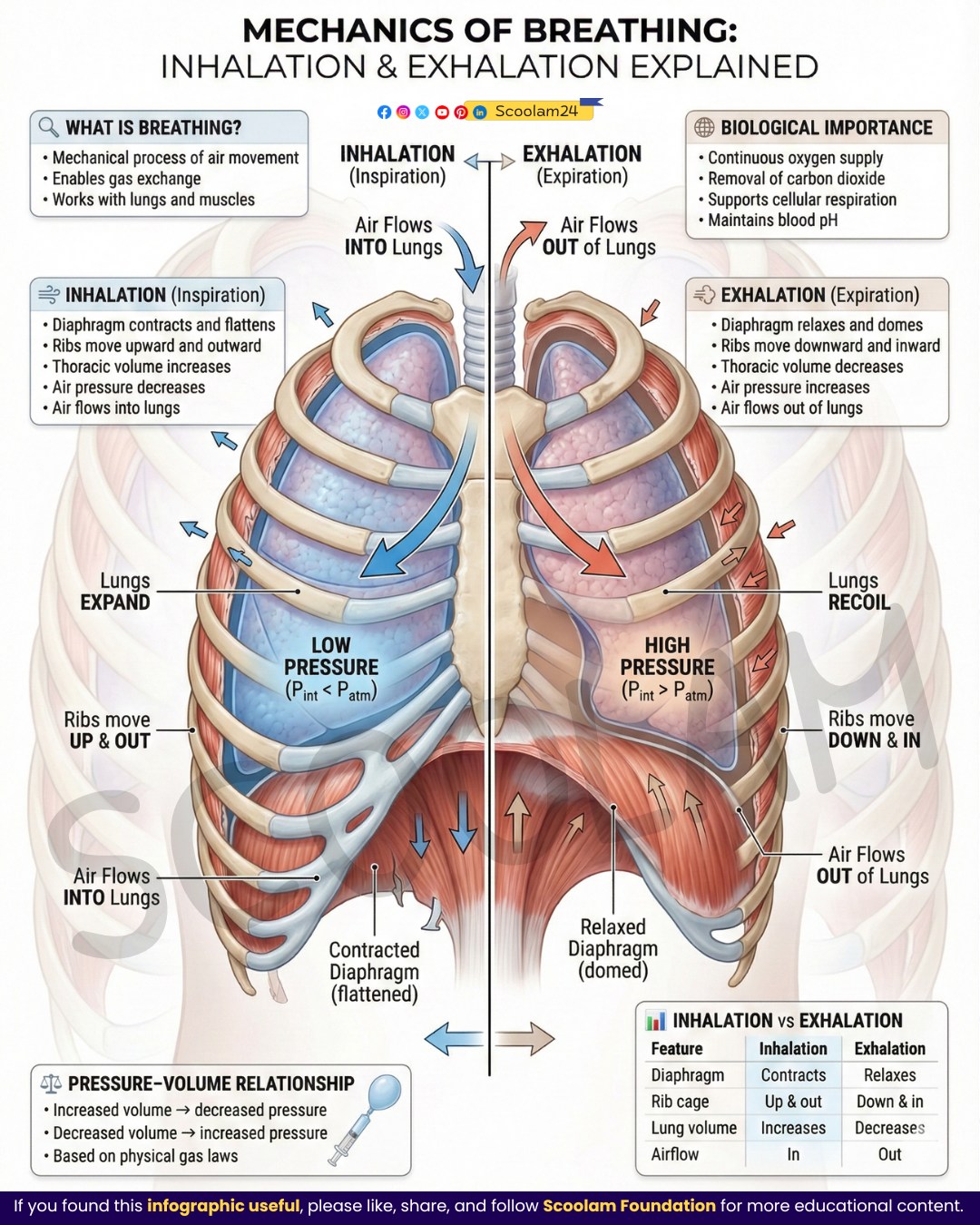 Scoolam - Mechanism of Breathing: How Air Moves In and Out Breathing ...