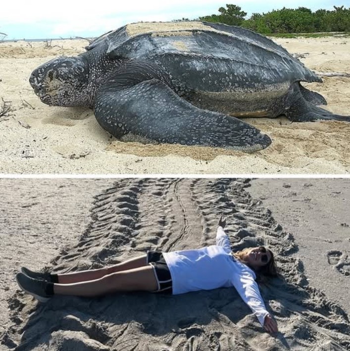 Leatherback sea turtles grow up to 6 feet long and can weigh up to 