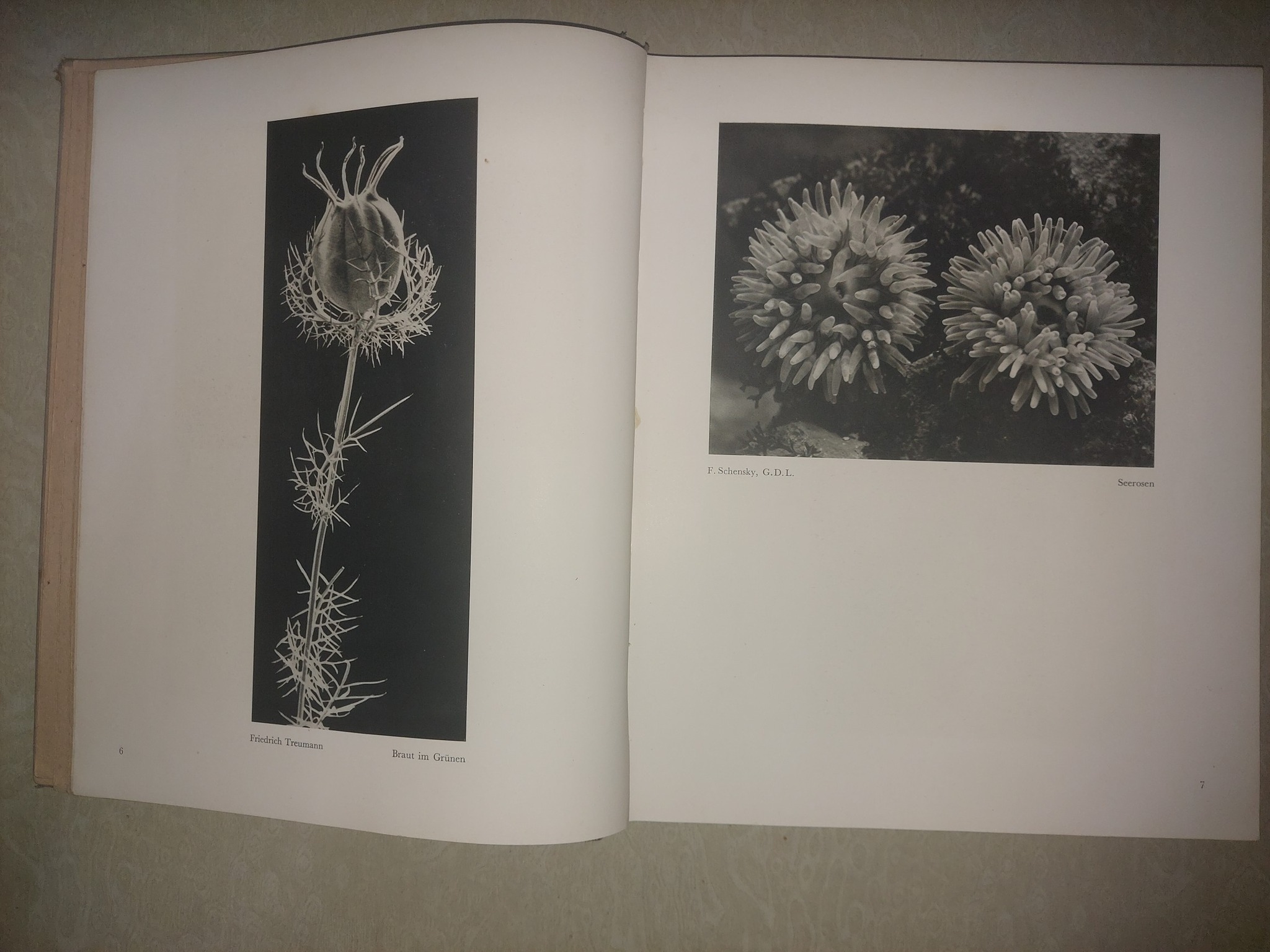 Das Deutsche Lichtbild Jahresschau 1933 book