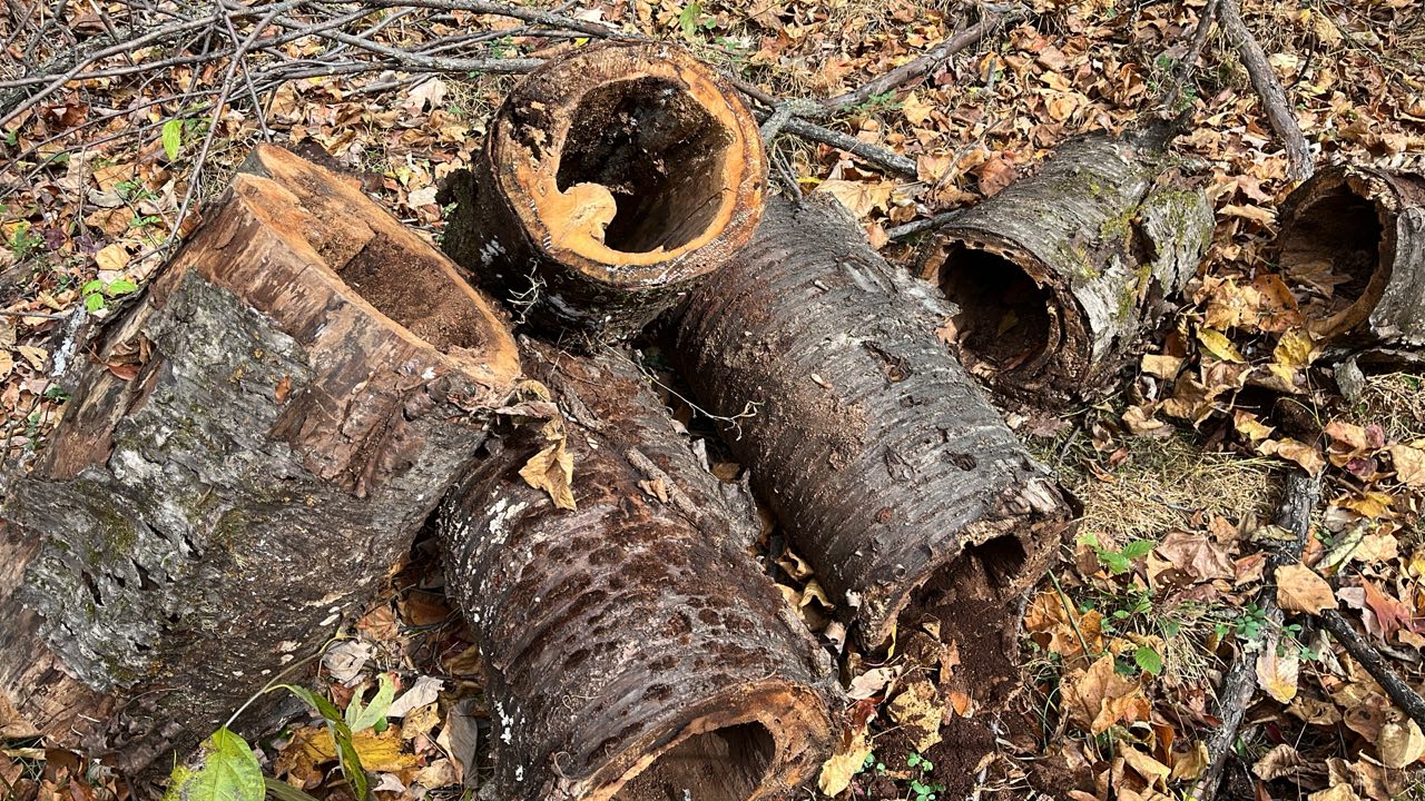 Woodworking For Beginners | I cut this fallen cherry tree up for ...
