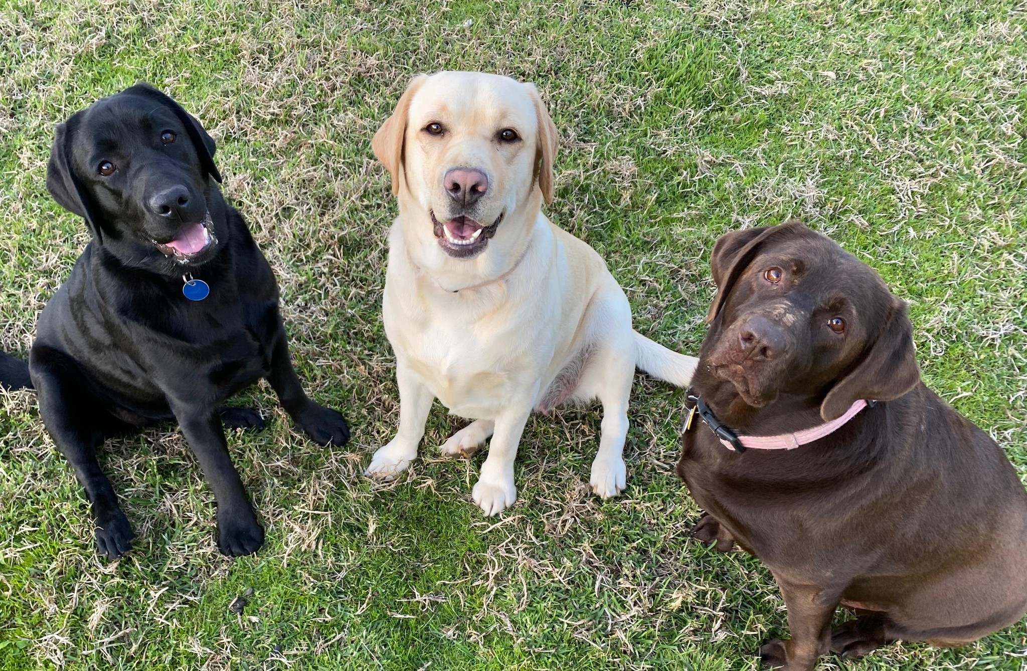 Aralbal Labradors & Labradoodles | Geelong VIC
