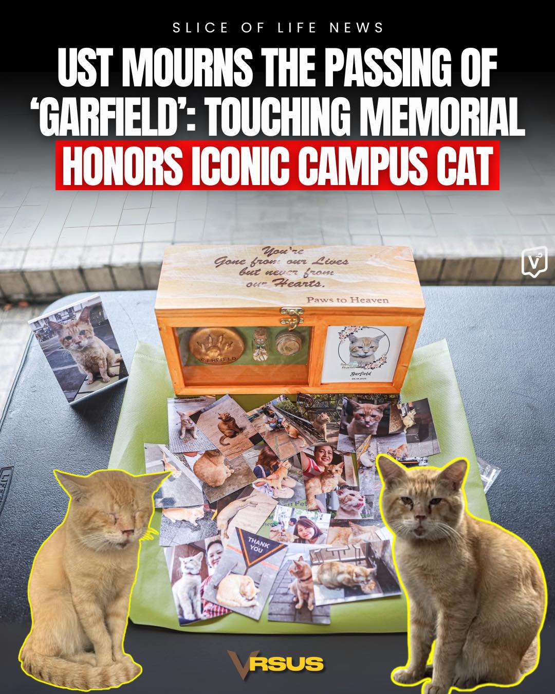VRSUS - UST Says Goodbye to Beloved Campus Cat, 'Garfield' The ...