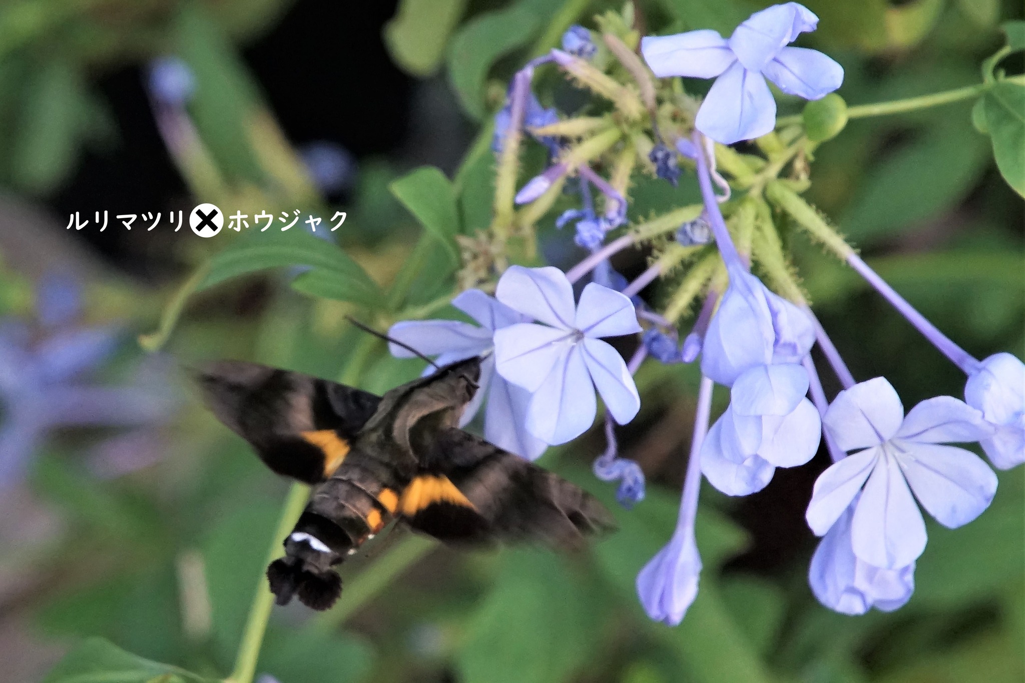 シリーズ・花と蝶⑰』・・・蝶をはじめとする昆虫と花の写真です