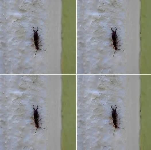 What does finding a certain insect in your home indicate?