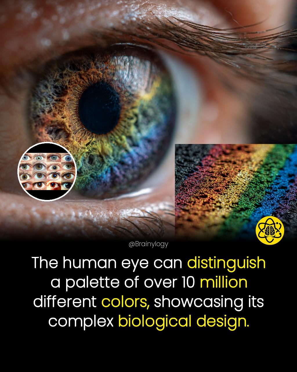 Brainylogy - The human eye can distinguish a palette of over 10 million ...