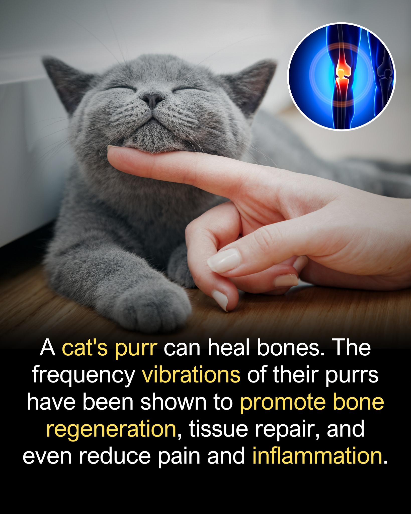Brainy Studies Have Revealed That A Cat S Purr Which Photo Inspiration