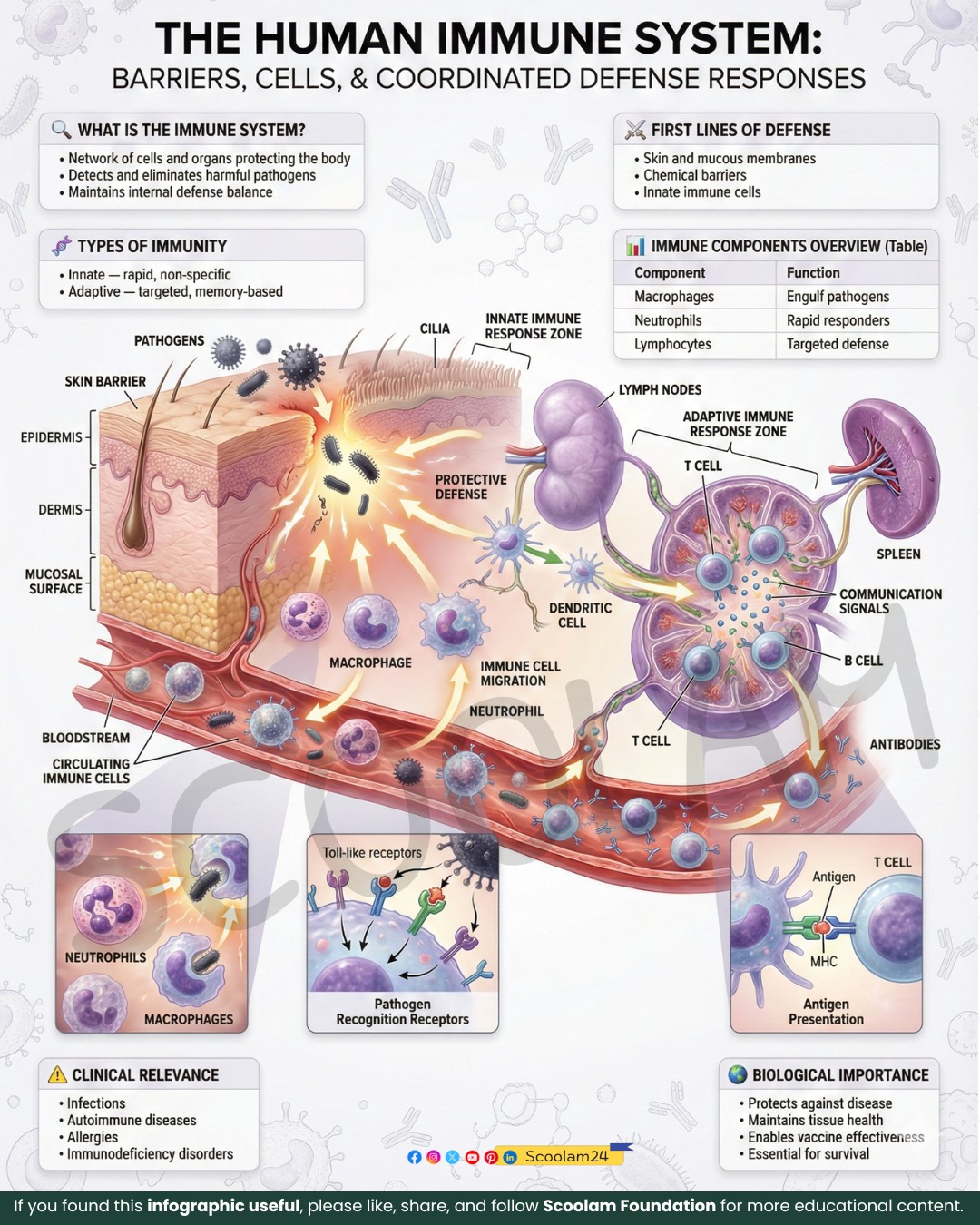 Scoolam - The Human Immune System: Defense and Protection The human ...