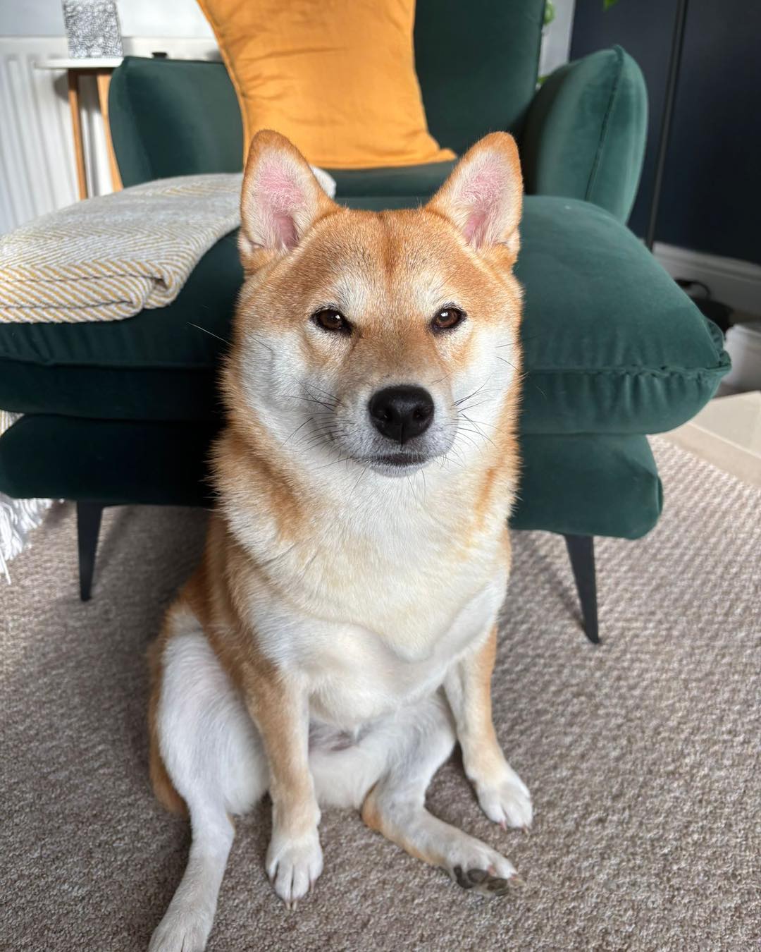 What breed is the mini shiba inu like dog?