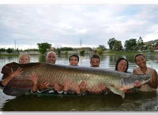 arapaima river monsters net fishing giant fish spotted in Florida waters In Search of the River