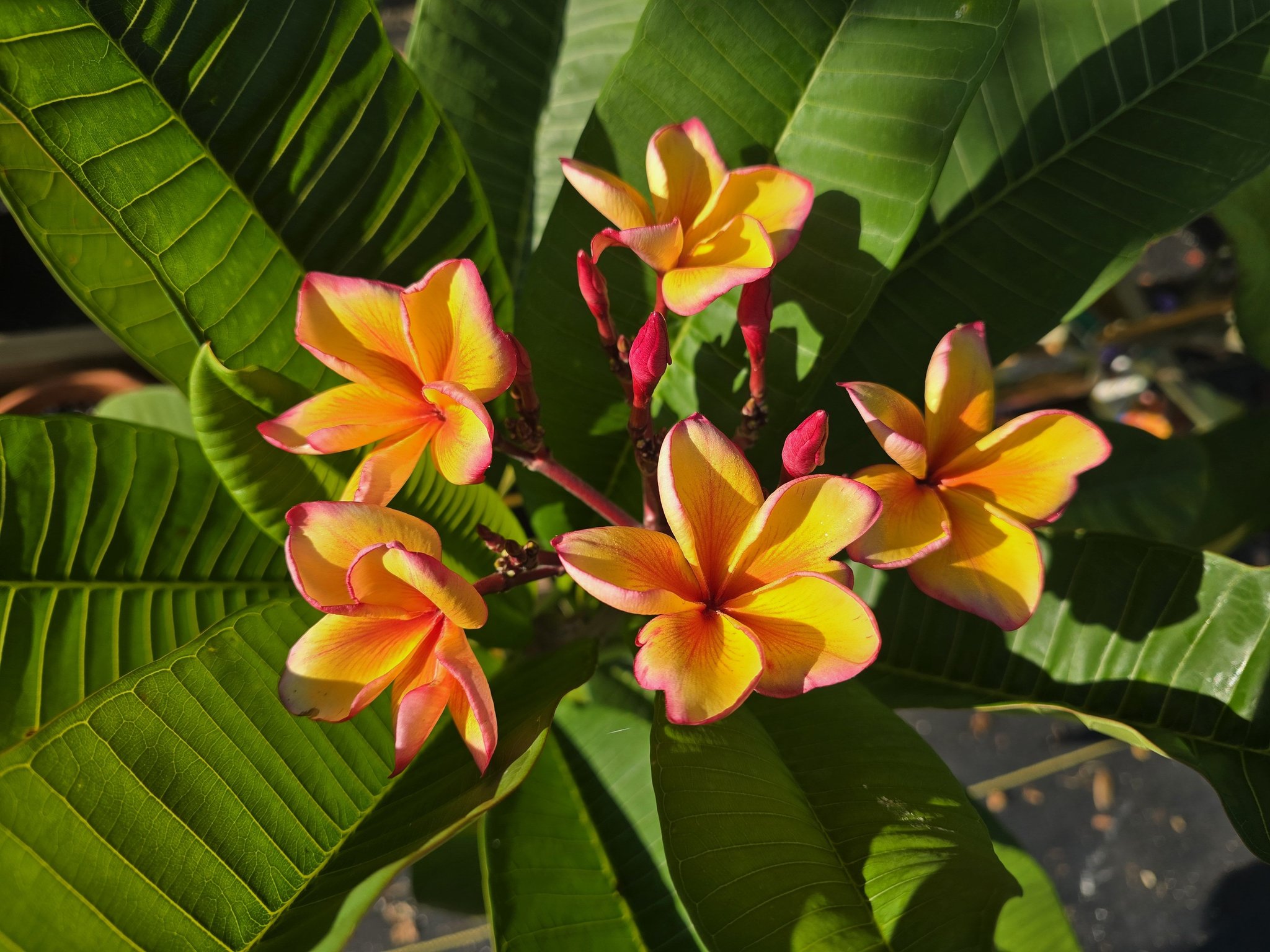 Plum Crazy Plumeria Garden | Hallettsville TX